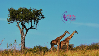 Elas Viajam - frica do Sul